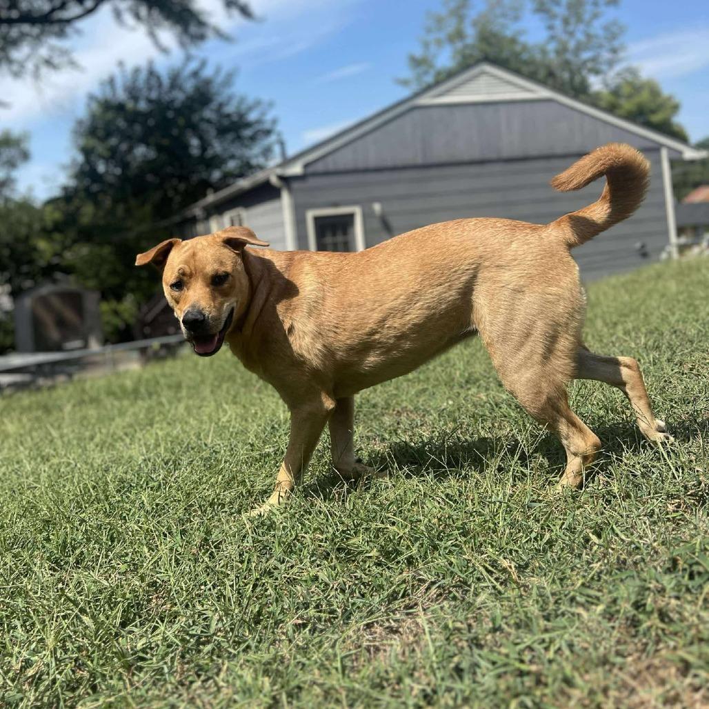 Miss Kelce, a Adoptable mixed breed in Overland Park, KS image 3/6