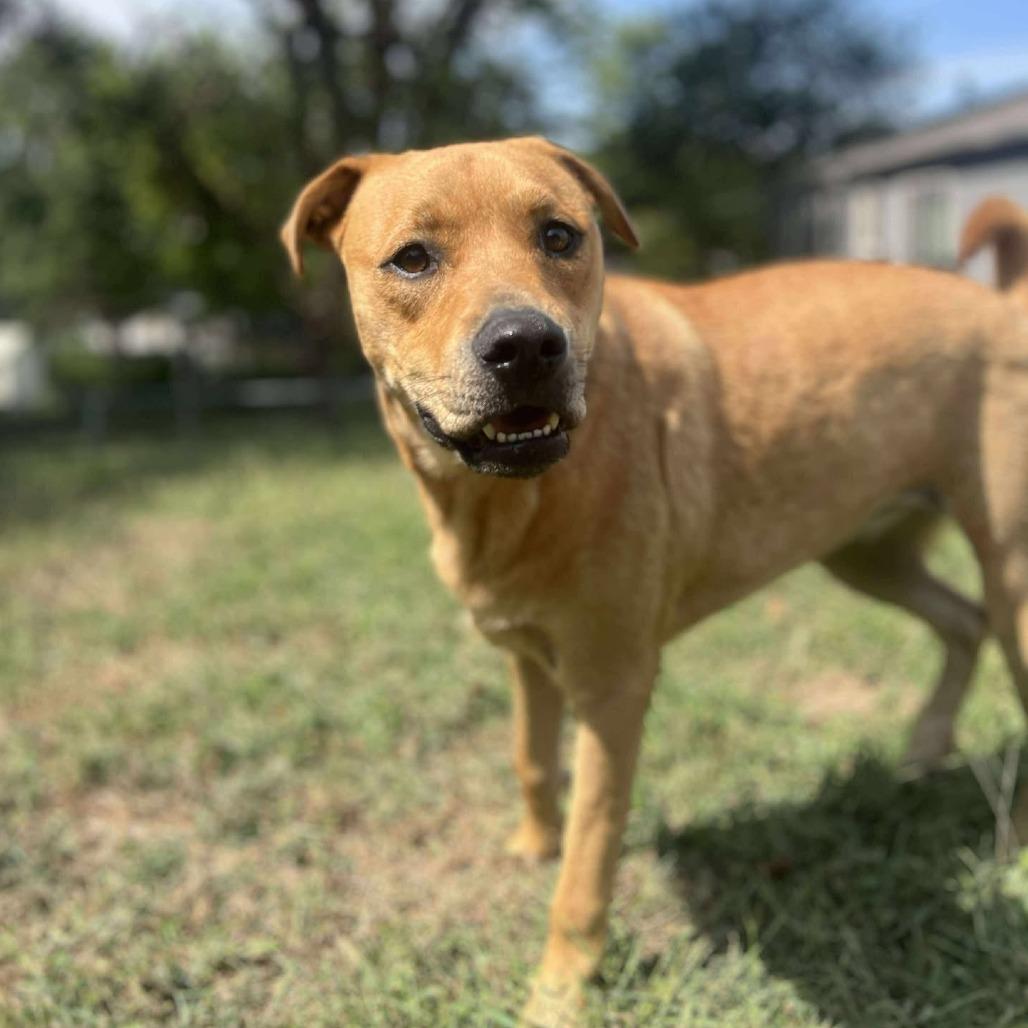 Miss Kelce, a Adoptable mixed breed in Overland Park, KS image 4/6