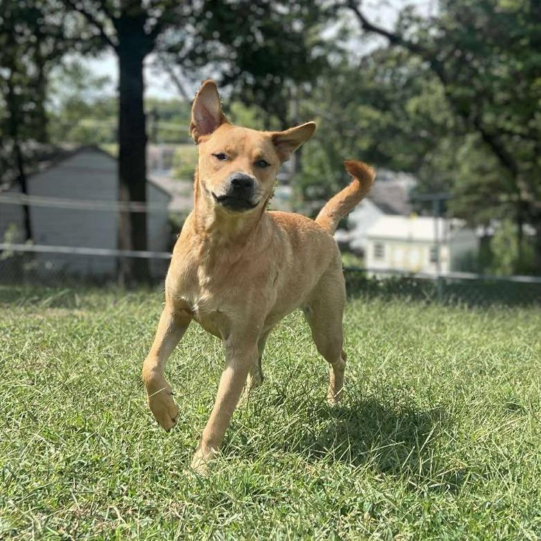 Miss Kelce, a Adoptable mixed breed in Overland Park, KS image 6/6