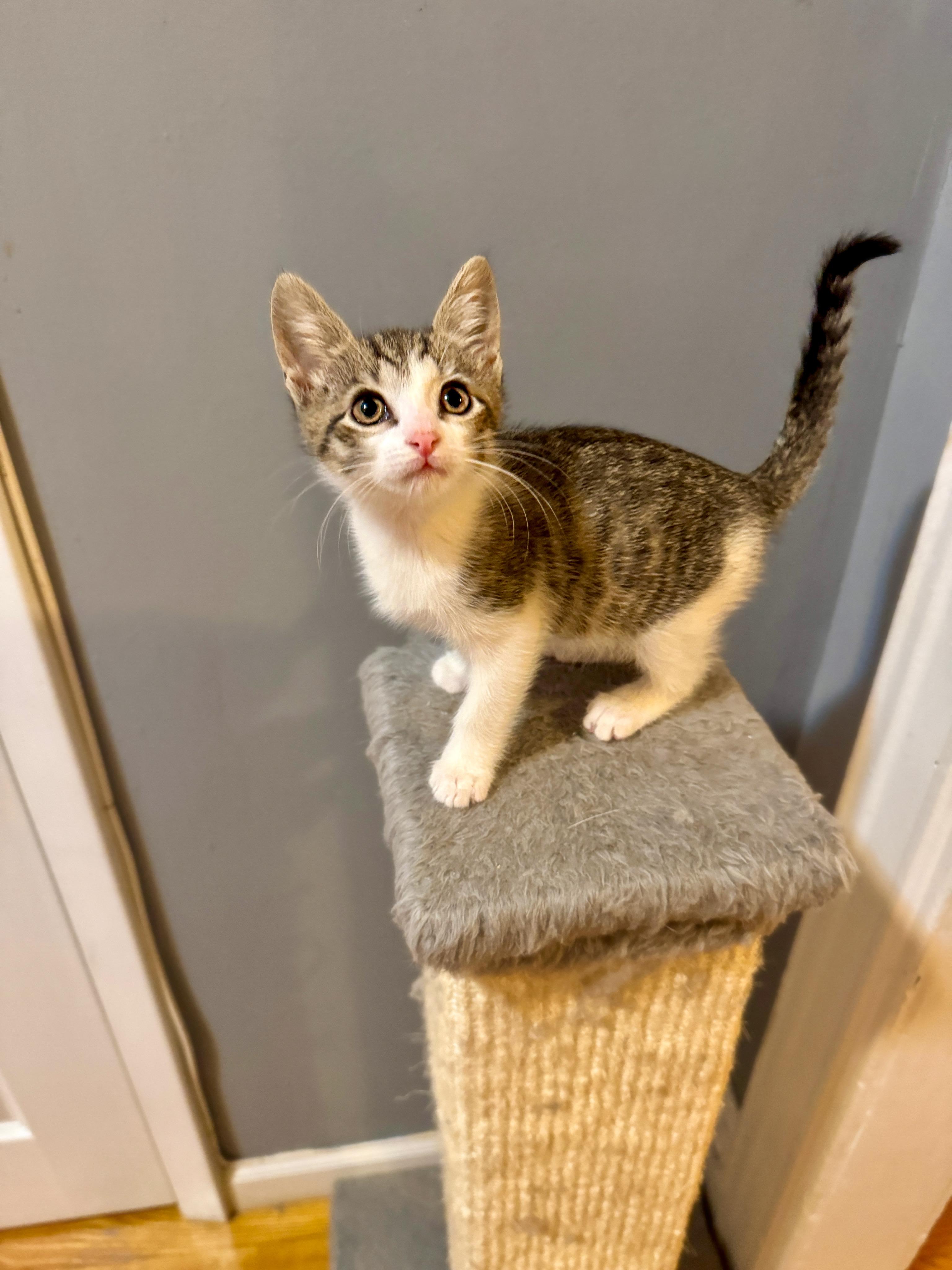 Finley, a Adopted mixed breed in Brooklyn, NY image 3/4