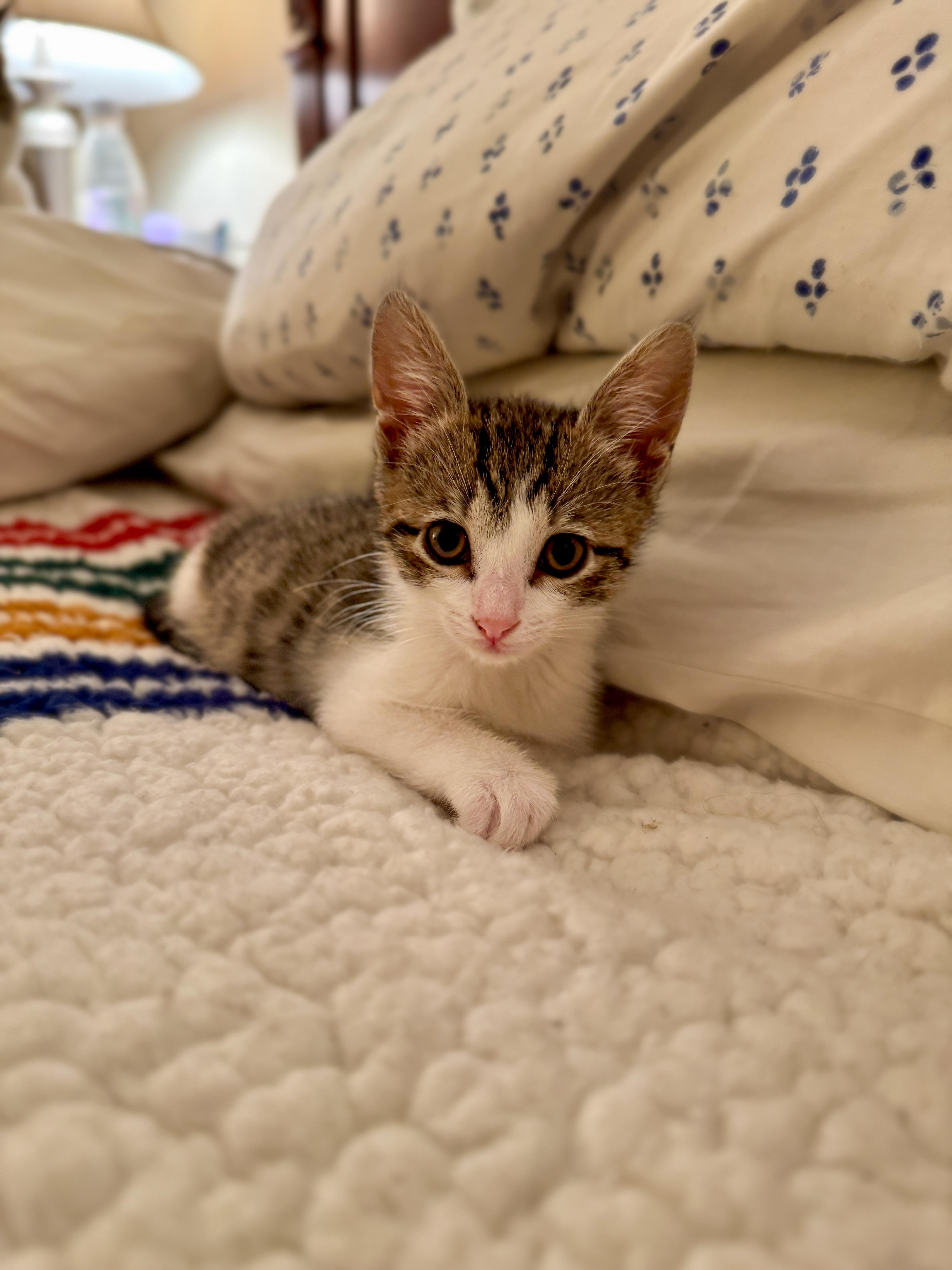 Finley, a Adopted mixed breed in Brooklyn, NY image 2/4