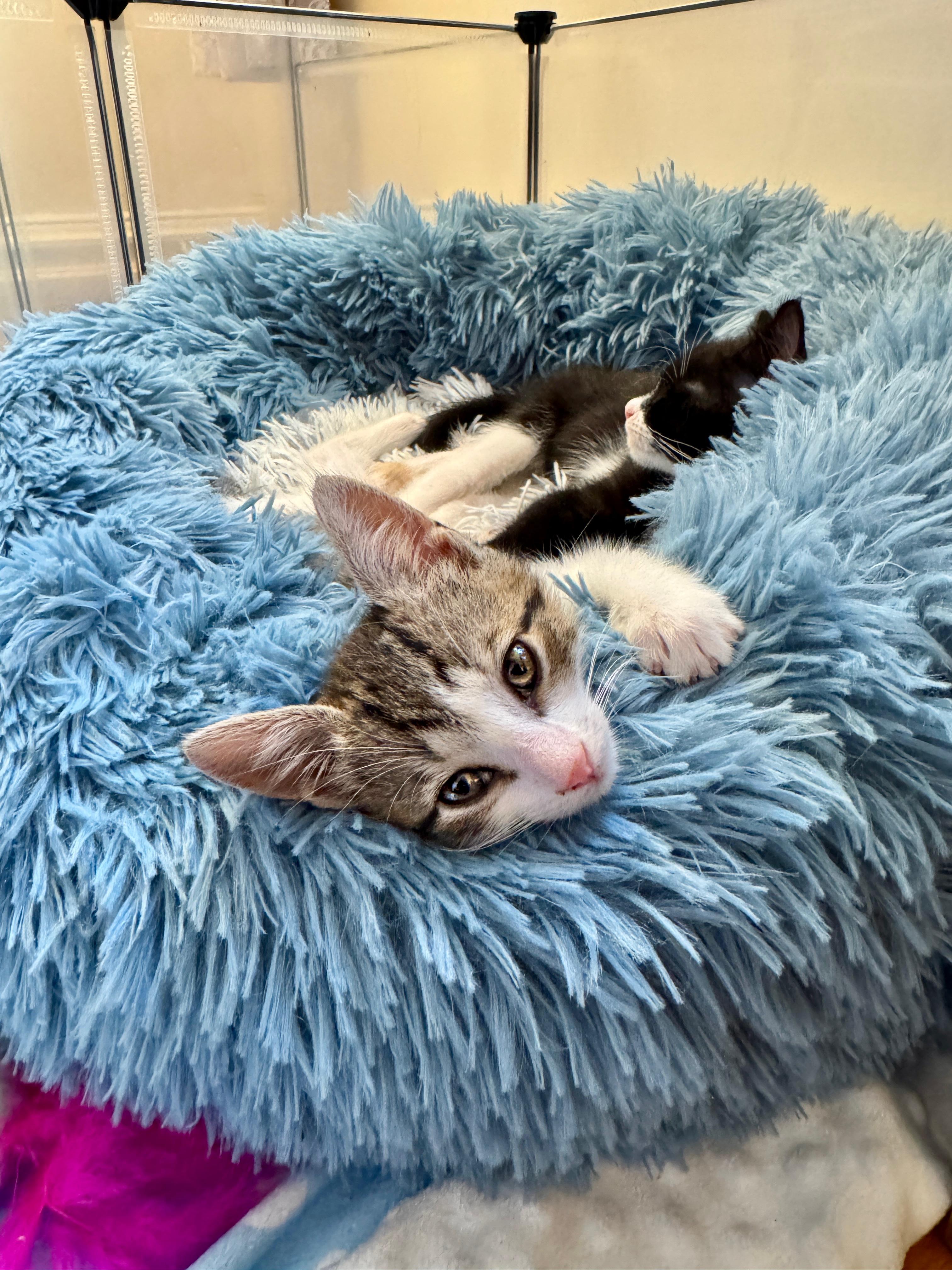 Finley, a Adopted mixed breed in Brooklyn, NY image 4/4