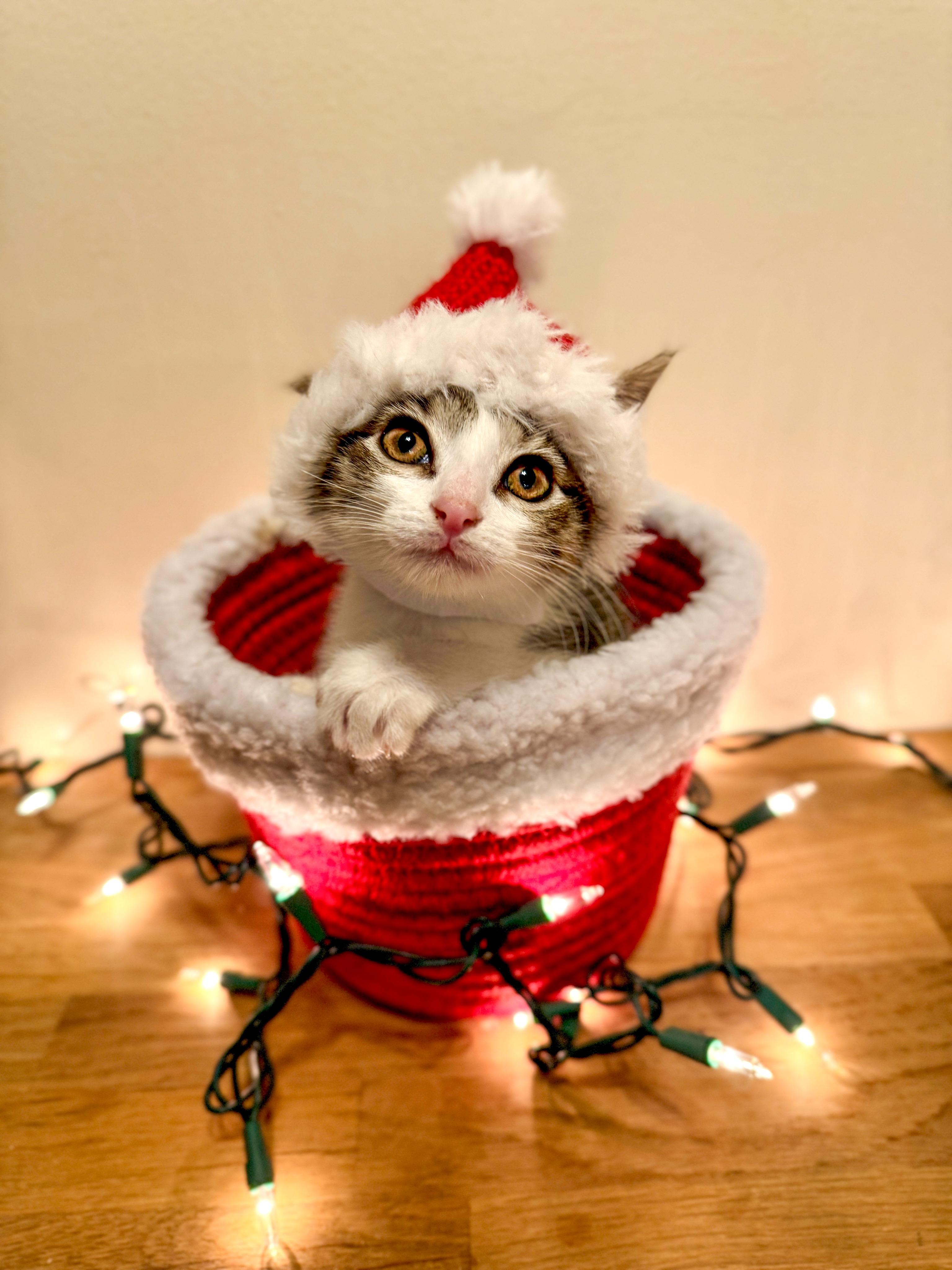 Finley, Adopted, Kitten Female Domestic Short Hair.