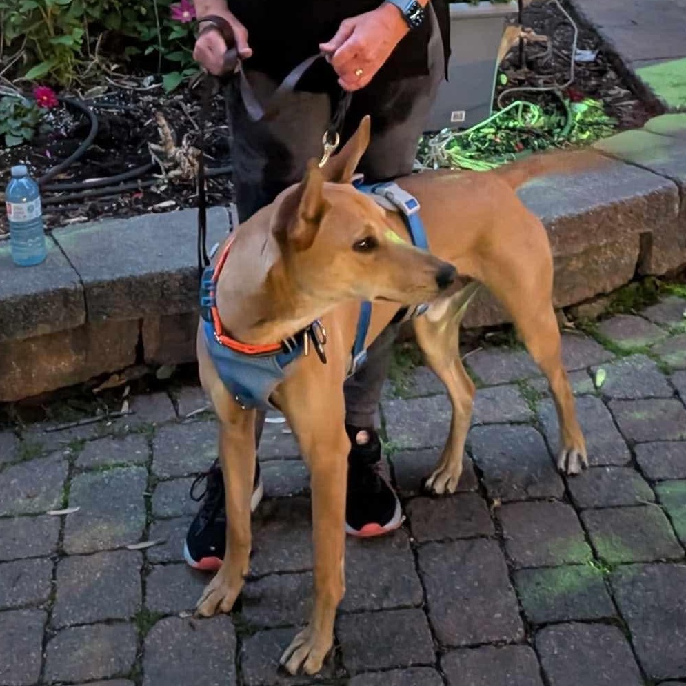 Max, a ADOPTABLE mixed breed in Scarborough, ON image 3/6