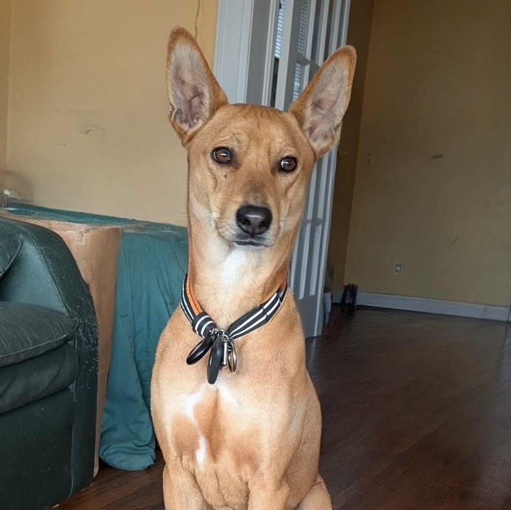 Max, ADOPTABLE, Adult Male Labrador Retriever & Golden Retriever.
