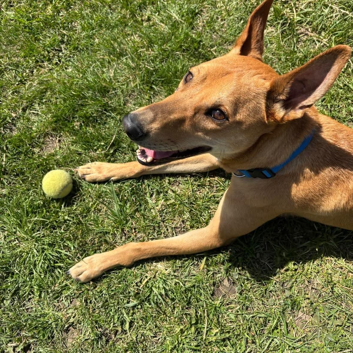 Max, a ADOPTABLE mixed breed in Scarborough, ON image 5/6
