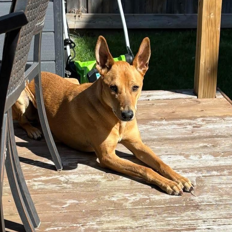 Max, a ADOPTABLE mixed breed in Scarborough, ON image 4/6