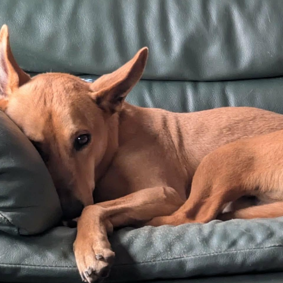 Max, a ADOPTABLE mixed breed in Scarborough, ON image 6/6