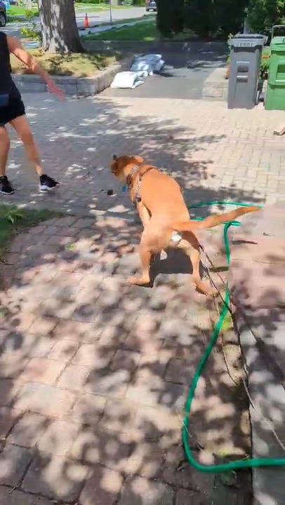 Enlarge Max, a ADOPTABLE mixed breed in Scarborough, ON video 2/6