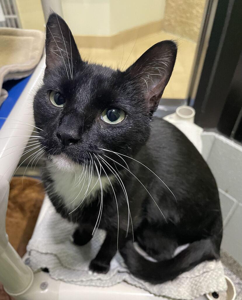 Enlarge Maya, a Adoptable Domestic Short Hair in Jackson, MI image 2/6