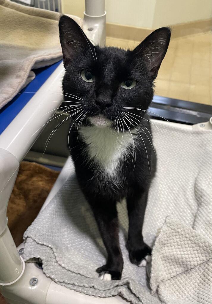 Enlarge Maya, a Adoptable Domestic Short Hair in Jackson, MI image 4/6