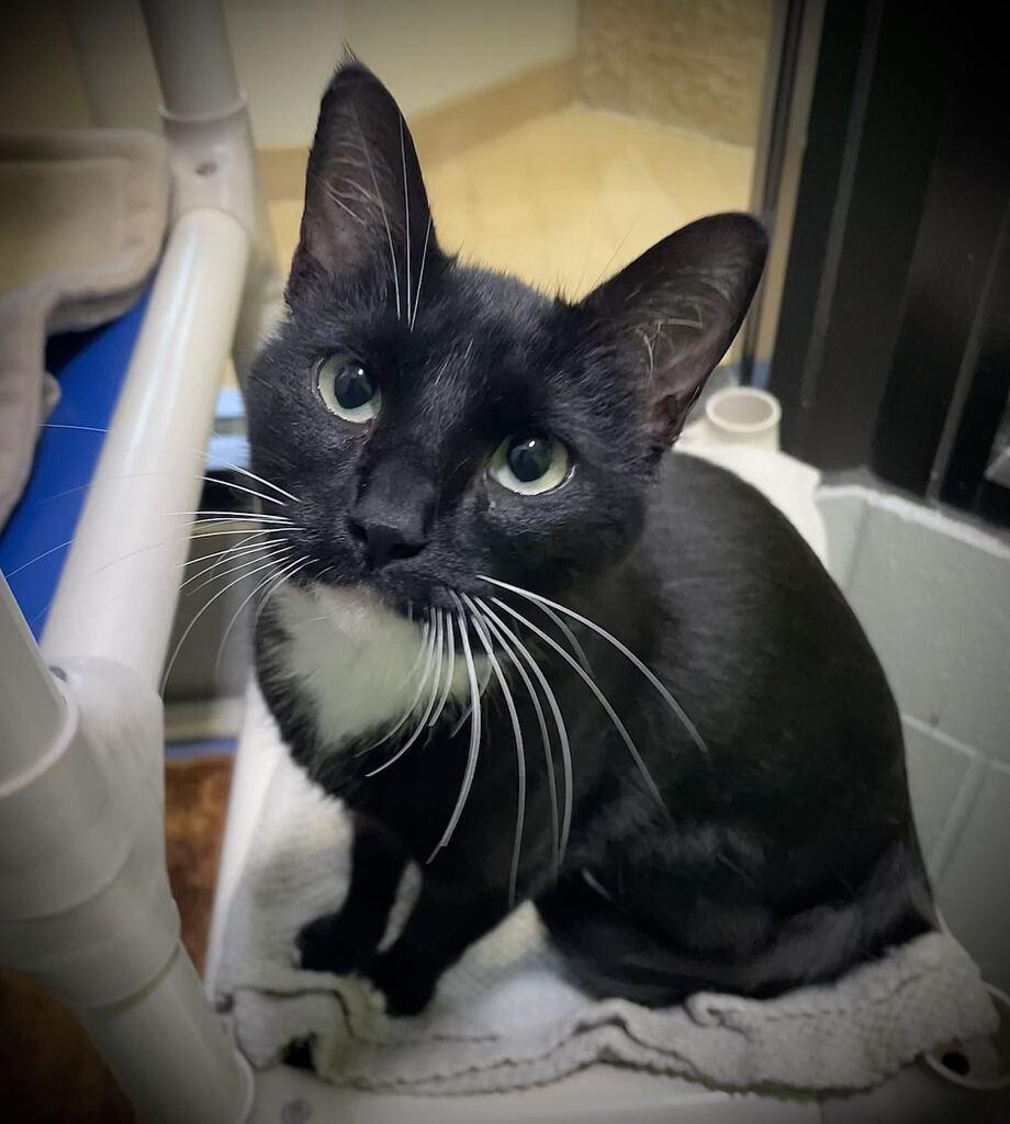 Enlarge Maya, a Adoptable Domestic Short Hair in Jackson, MI image 1/6