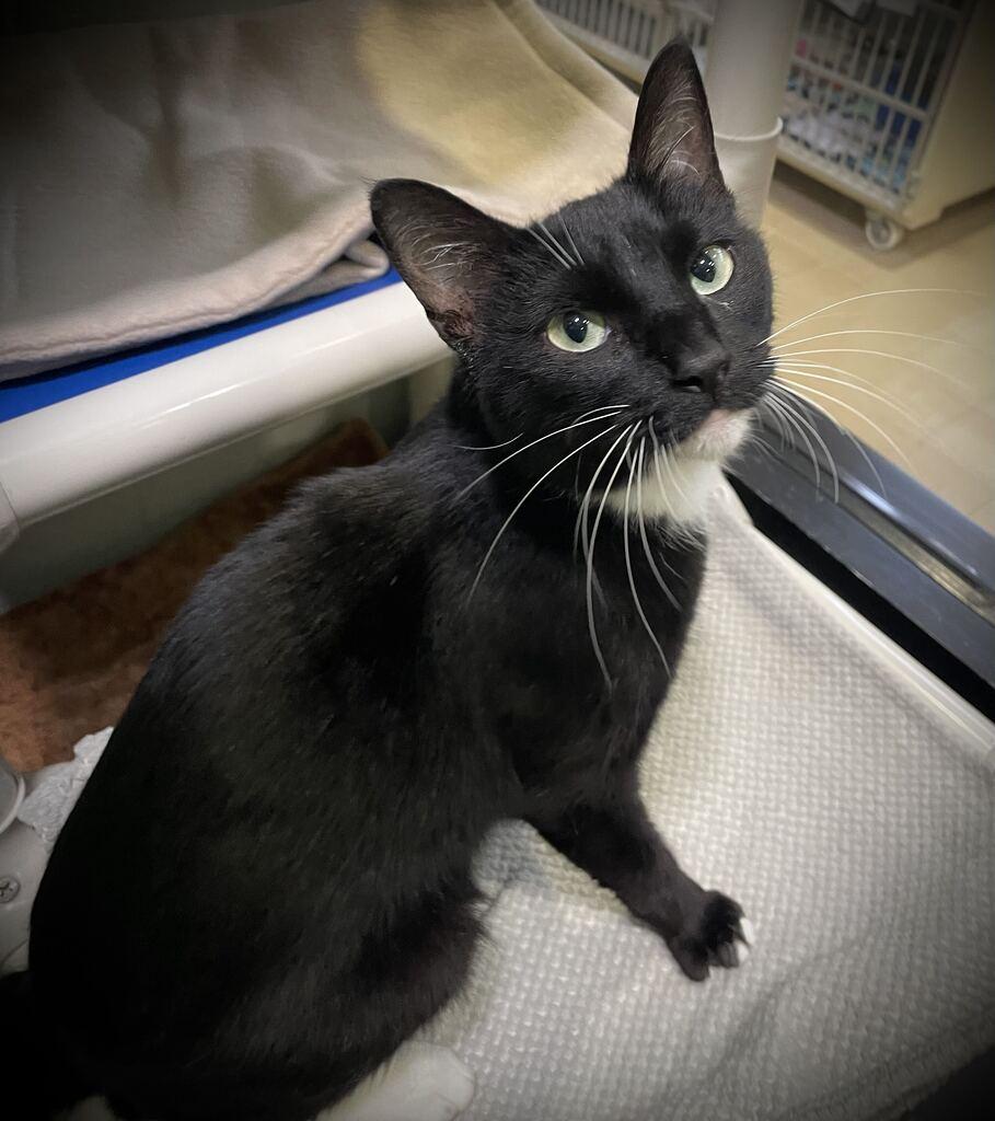 Enlarge Maya, a Adoptable Domestic Short Hair in Jackson, MI image 3/6