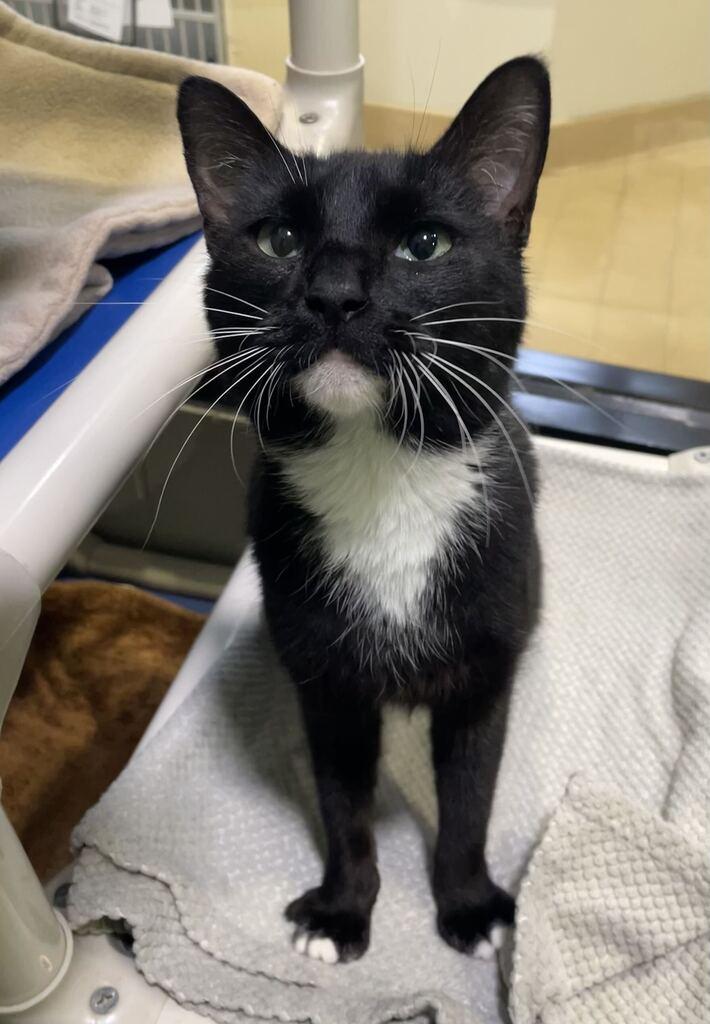 Enlarge Maya, a Adoptable Domestic Short Hair in Jackson, MI image 5/6