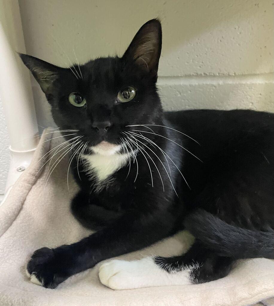 Enlarge Maya, a Adoptable Domestic Short Hair in Jackson, MI image 6/6