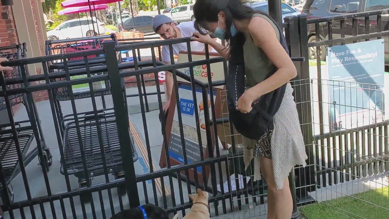 Enlarge Lady, a Adopted German Shepherd Dog in Los Angeles, CA video 5/9