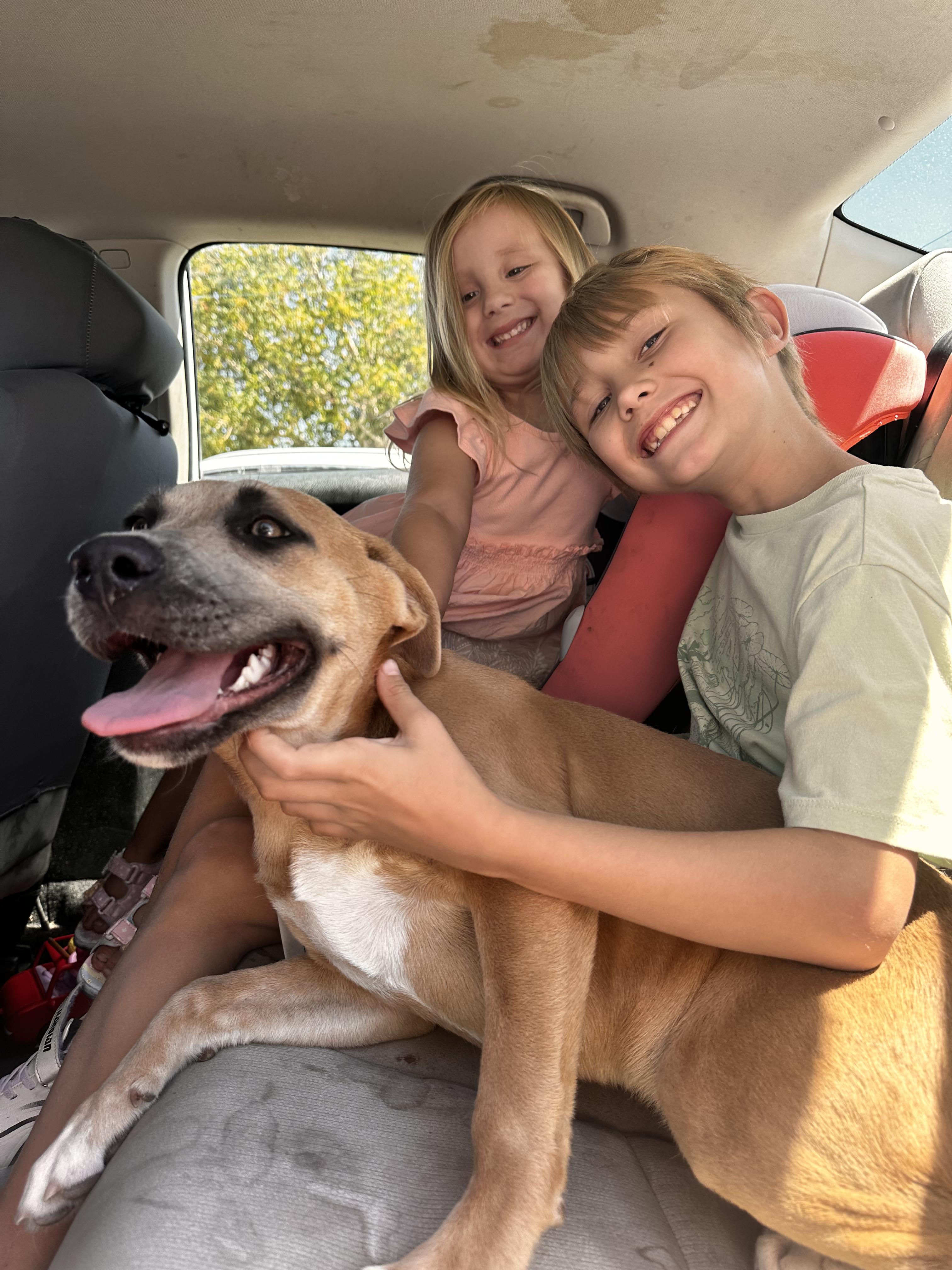 Enlarge Phoebe, a ADOPTABLE mixed breed in Apple Valley, CA image 2/3