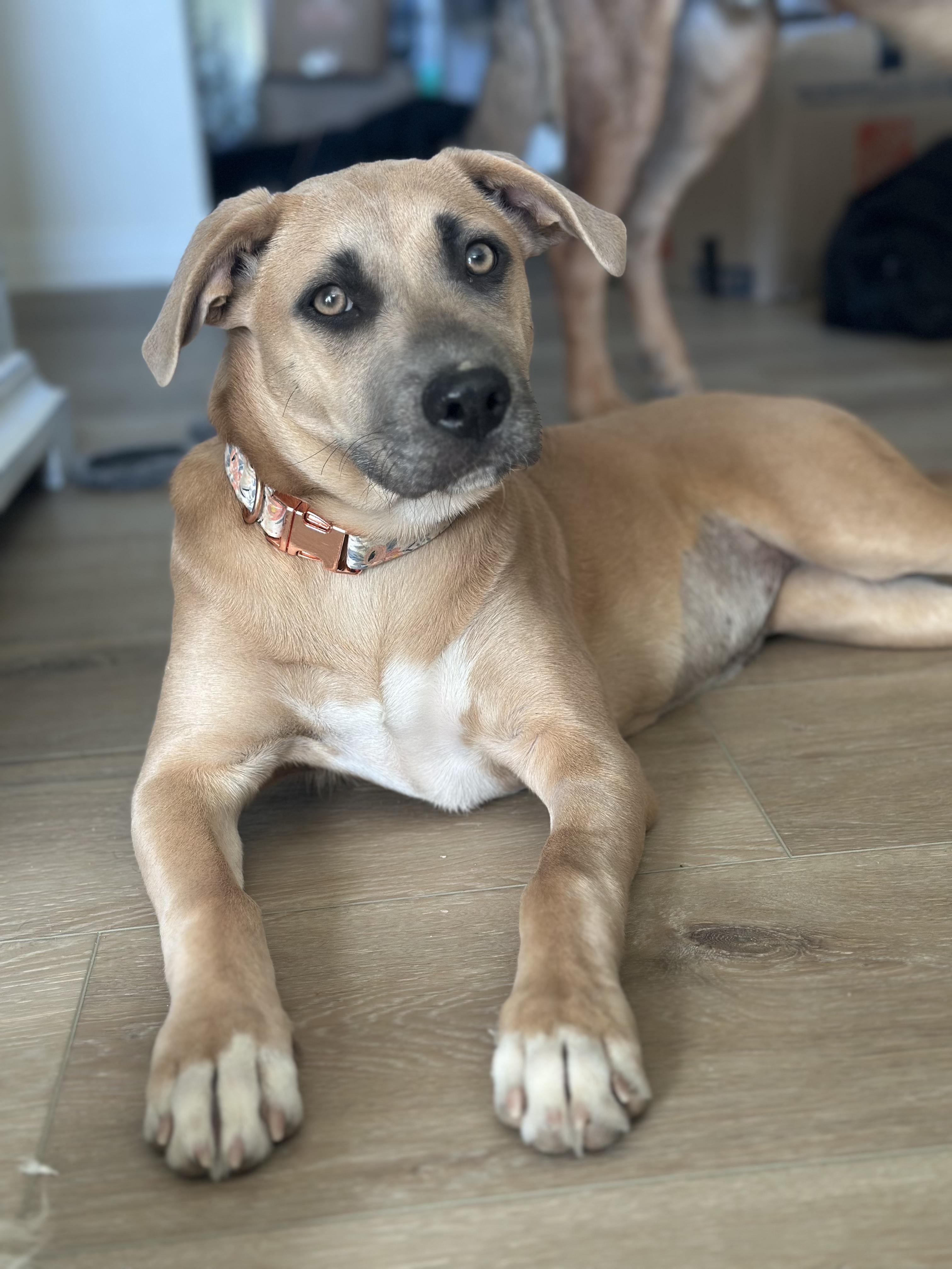 Enlarge Phoebe, a ADOPTABLE mixed breed in Apple Valley, CA image 1/3