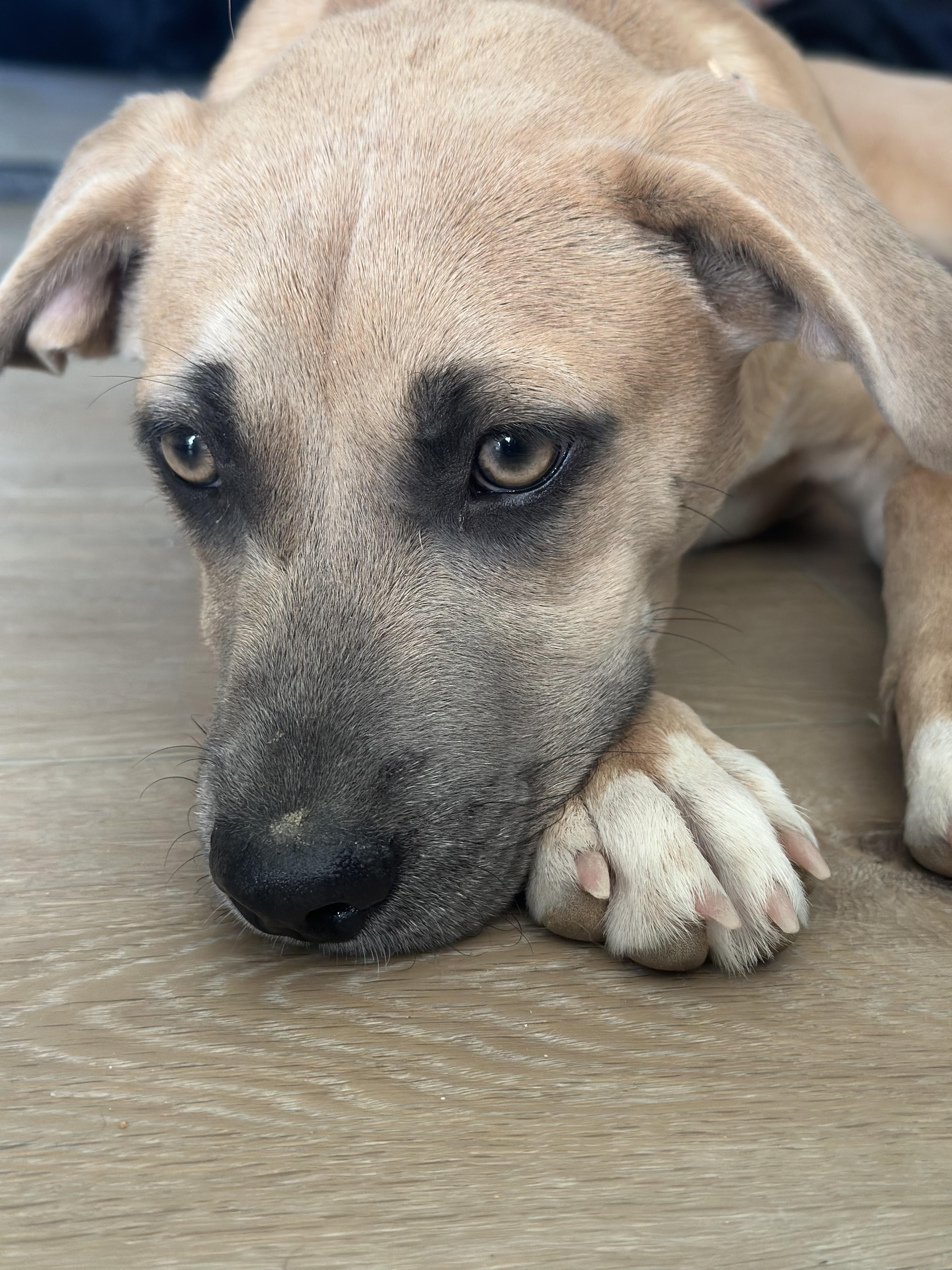 Enlarge Phoebe, a ADOPTABLE mixed breed in Apple Valley, CA image 3/3