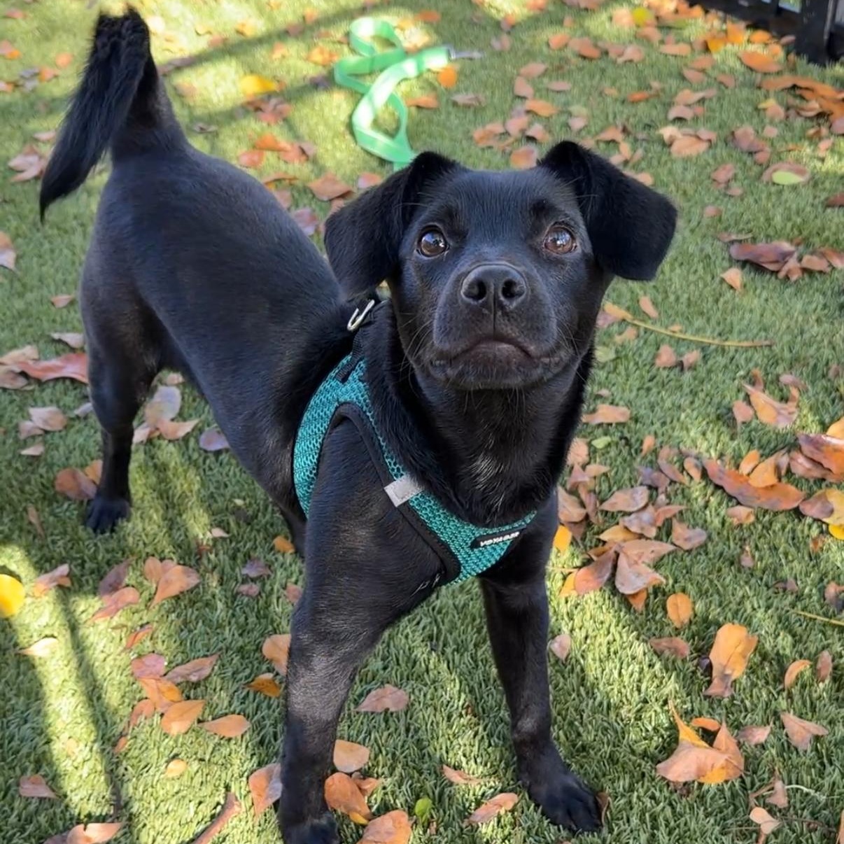 Enlarge Jose 2846, a ADOPTABLE Mixed Breed in Boca Raton, FL image 1/4