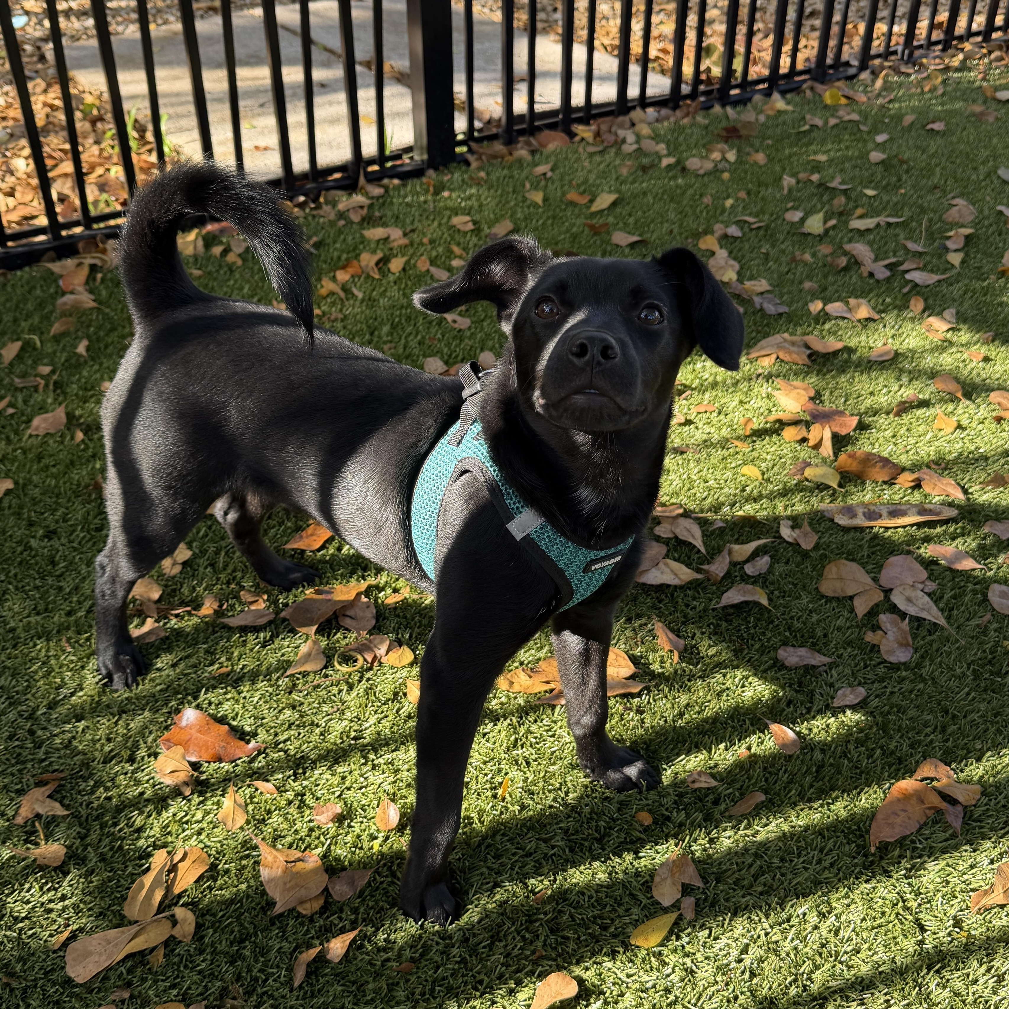 Enlarge Jose 2846, a ADOPTABLE Mixed Breed in Boca Raton, FL image 4/4