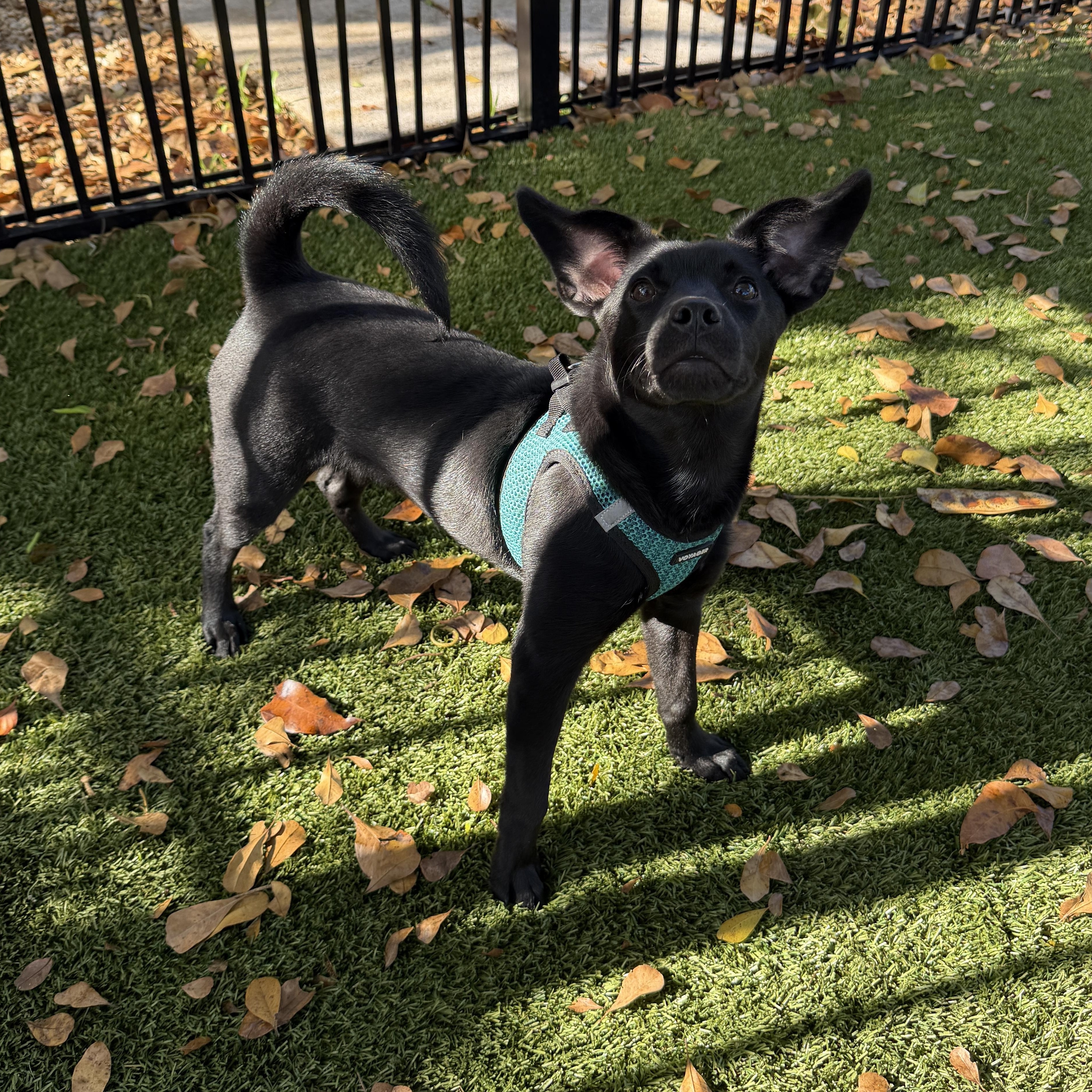 Enlarge Jose 2846, a ADOPTABLE Mixed Breed in Boca Raton, FL image 3/4