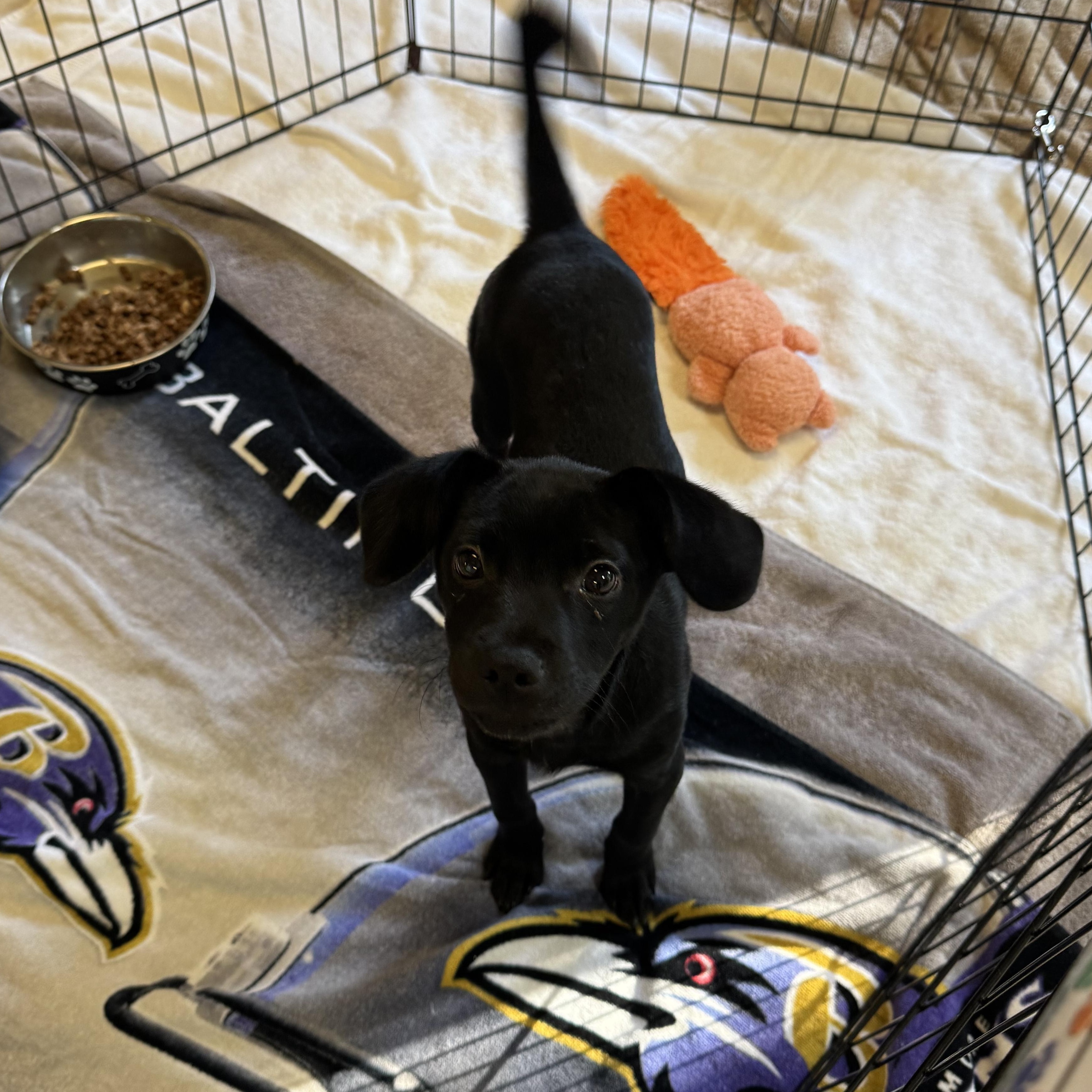 Enlarge Jose 2846, a ADOPTABLE Mixed Breed in Boca Raton, FL image 2/4