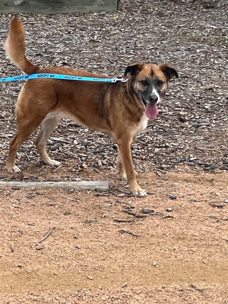 Enlarge Marley, a Adoptable mixed breed in New Braunfels, TX image 2/6