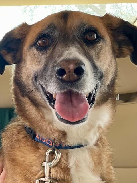 Enlarge Marley, a Adoptable mixed breed in New Braunfels, TX image 5/6