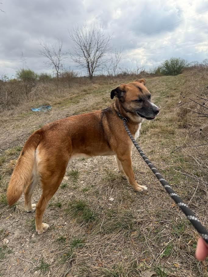 Enlarge Marley, a Adoptable mixed breed in New Braunfels, TX image 6/6