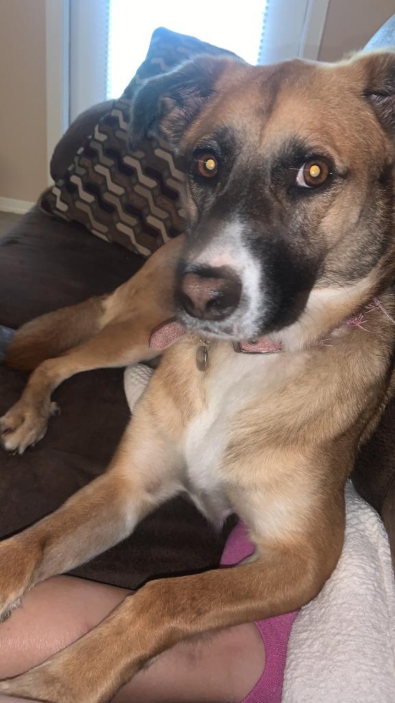 Enlarge Marley, a Adoptable mixed breed in New Braunfels, TX image 1/1