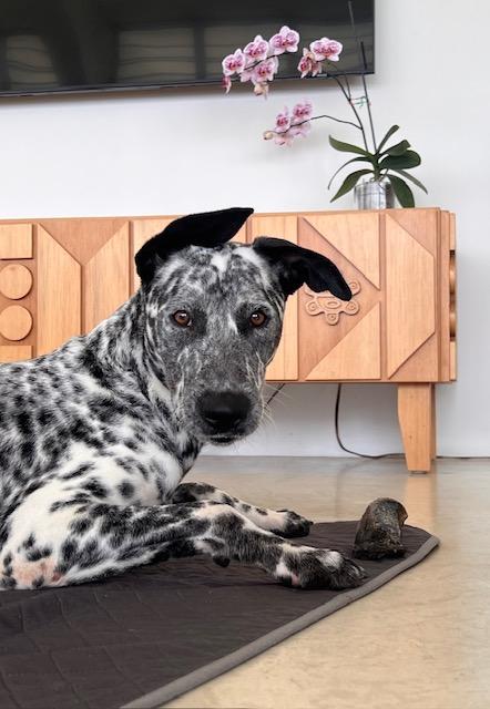 Playful Peca!, Adoptable, Young Female Dalmatian & Great Dane.