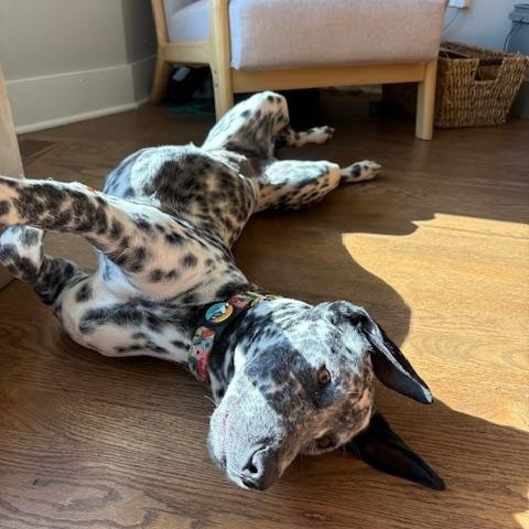 Enlarge Playful Peca!, a Adoptable mixed breed in Milwaukie, OR image 4/6