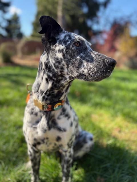 Enlarge Playful Peca!, a Adoptable mixed breed in Milwaukie, OR image 3/6