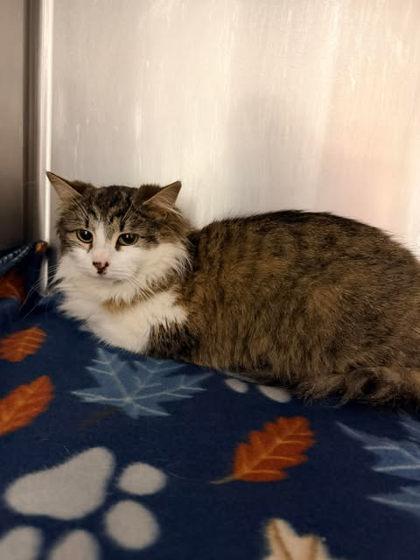 Enlarge Juniper, a Adoptable mixed breed in Spruce Pine, NC image 1/1