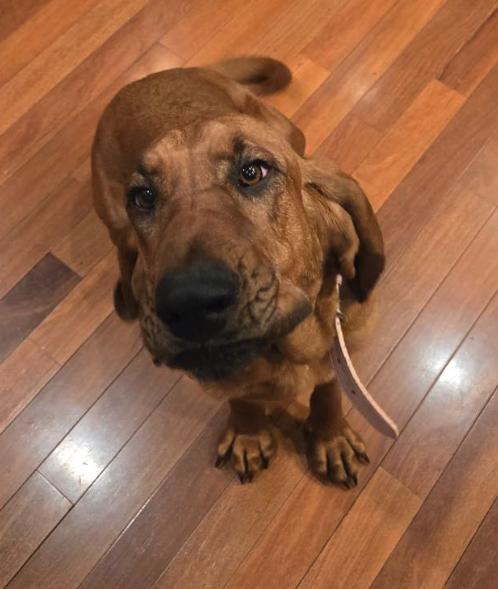 Enlarge Lou Lou , an adopted mixed breed in Reeds Spring, MO image 1/2