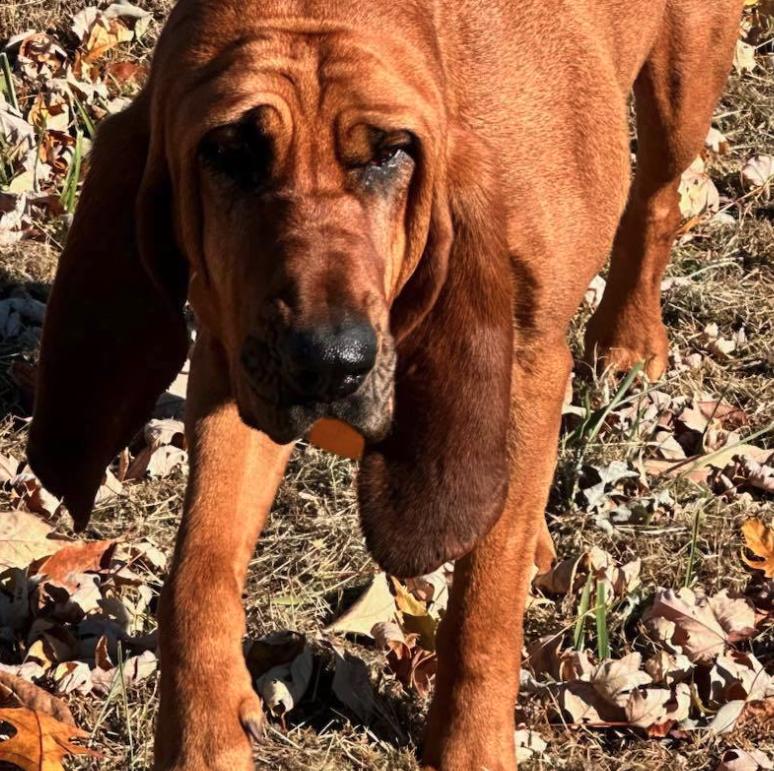 Enlarge Lou Lou , an adopted mixed breed in Reeds Spring, MO image 2/2
