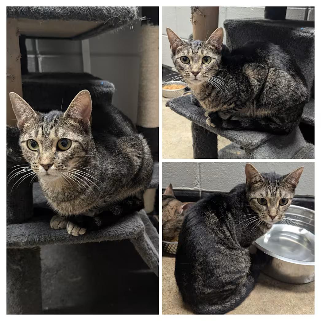 Mojo, ADOPTABLE, Adult Female Domestic Short Hair.