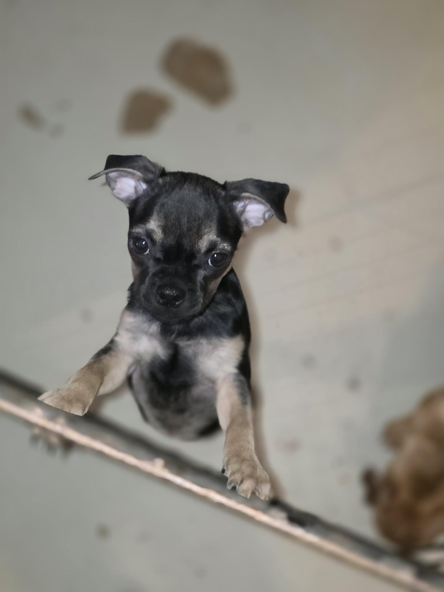 Muffin, a ADOPTABLE mixed breed in Uxbridge, MA image 2/2