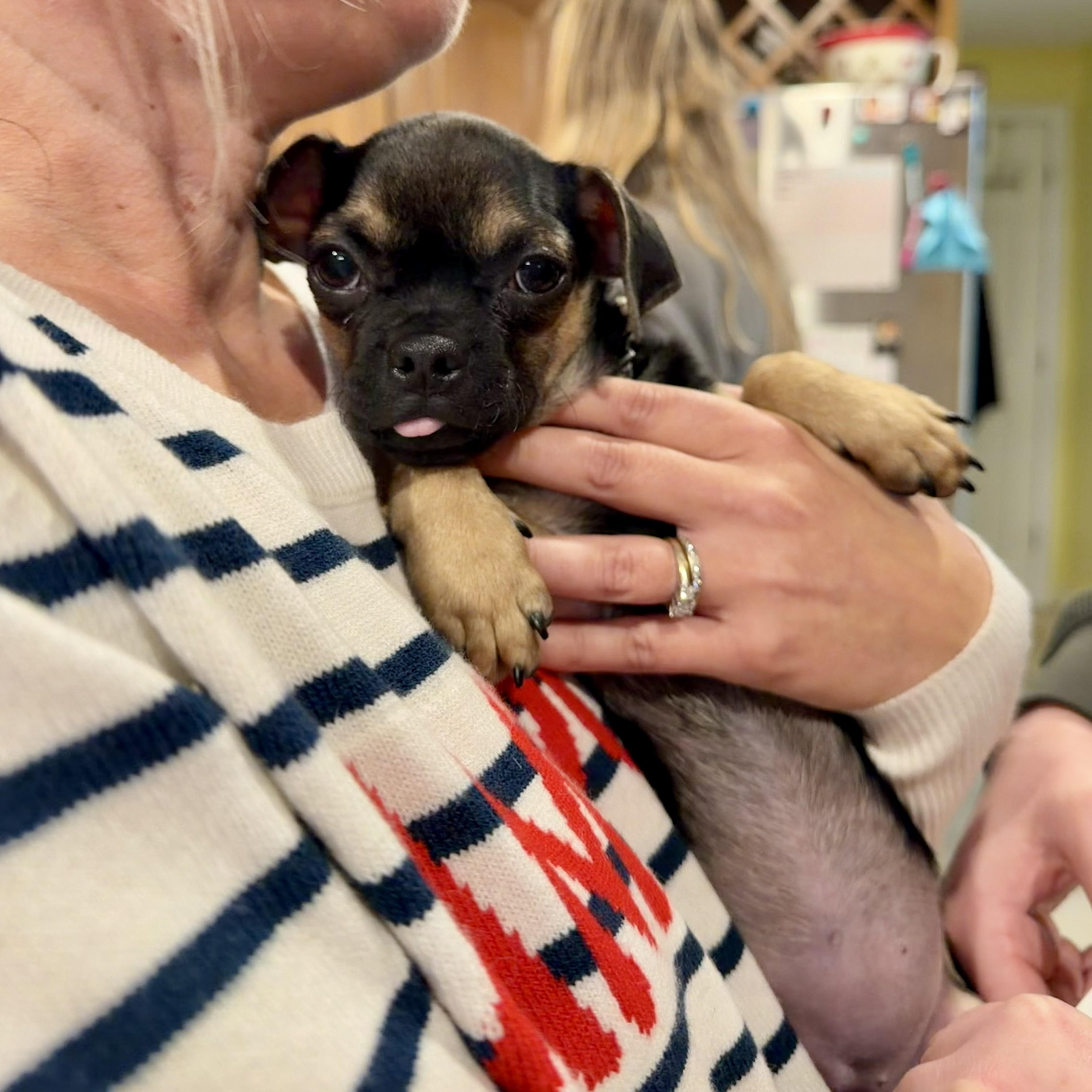 Muffin, ADOPTABLE, Puppy Female Pug & Yorkshire Terrier.
