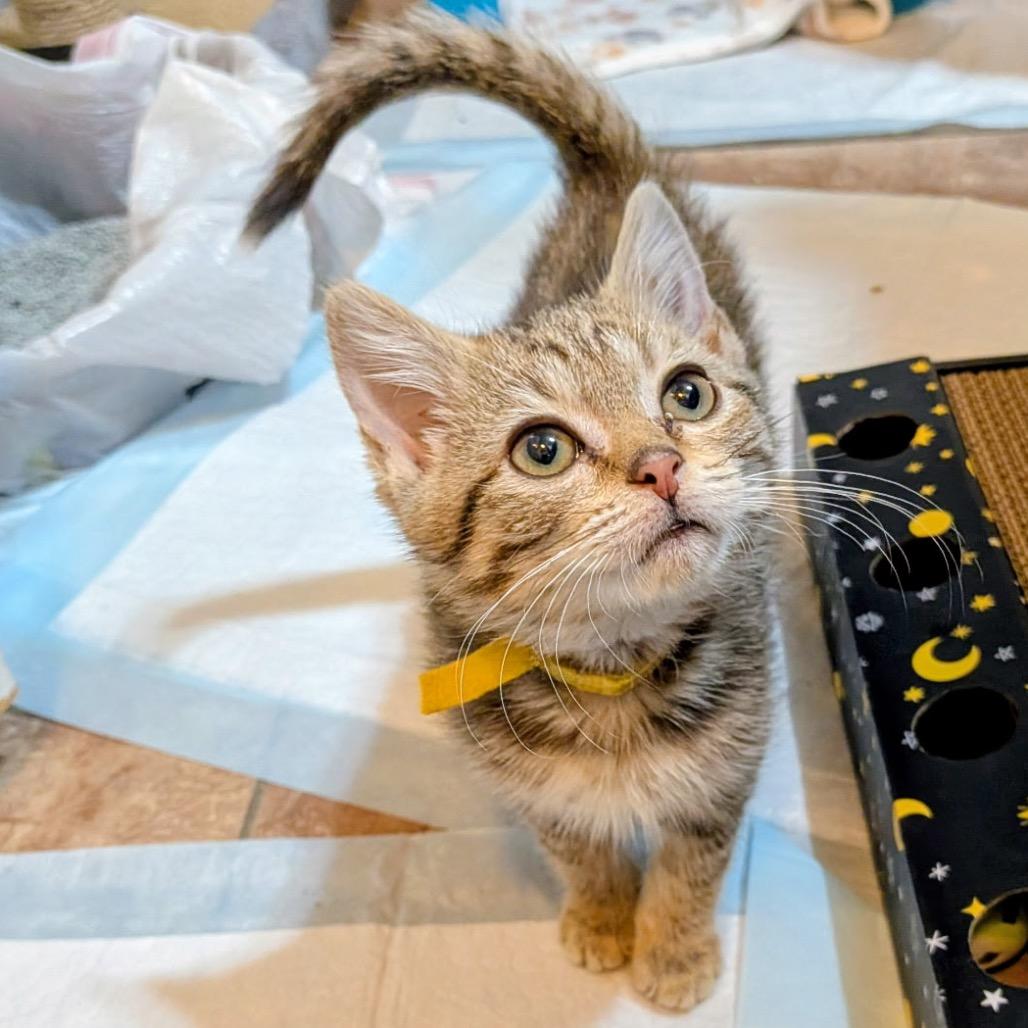 Eowyn, Adoptable, Kitten Female Domestic Short Hair.