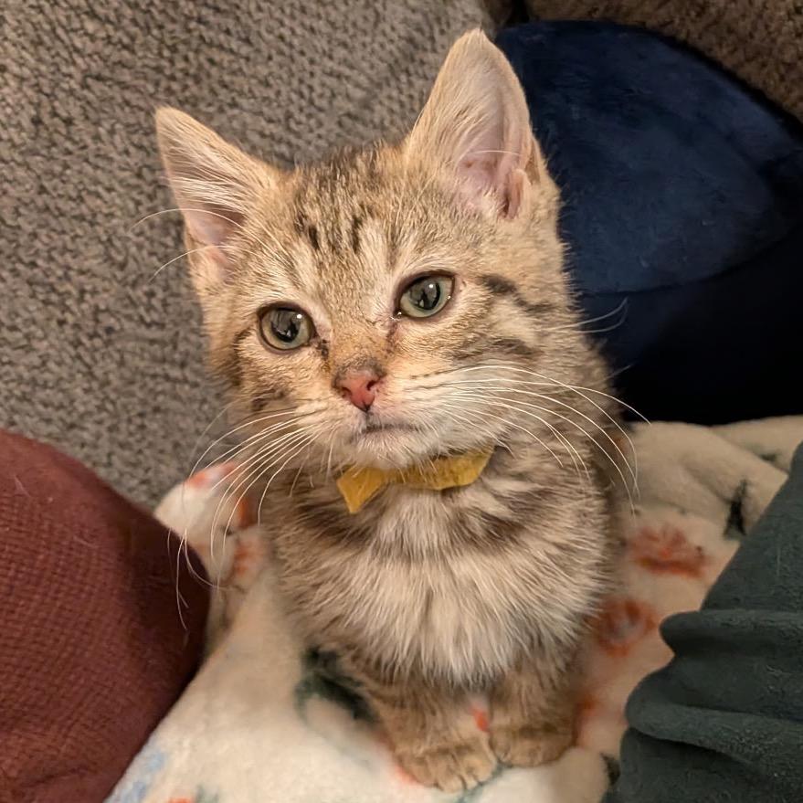 Enlarge Eowyn, a Adoptable Domestic Short Hair in Huntsville, AL image 2/4