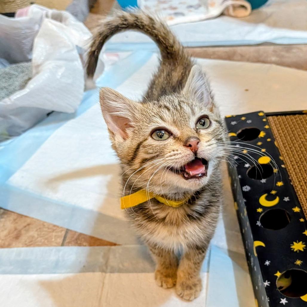 Enlarge Eowyn, a Adoptable Domestic Short Hair in Huntsville, AL image 3/4