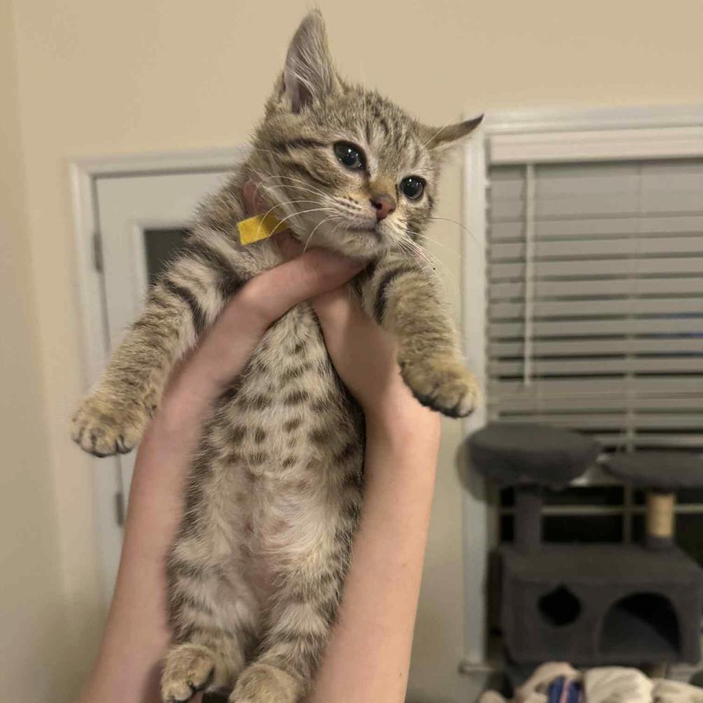 Enlarge Eowyn, a Adoptable Domestic Short Hair in Huntsville, AL image 4/4