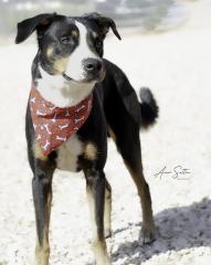 Charlie, Adoptable, Adult Male Mixed Breed.