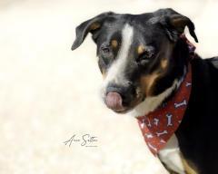 Enlarge Charlie, a Adoptable mixed breed in Hot Springs, SD image 2/2