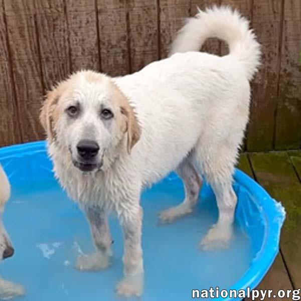 Bill in VA - Loves Playing In The Water, adopted, Puppy Male Great Pyrenees.