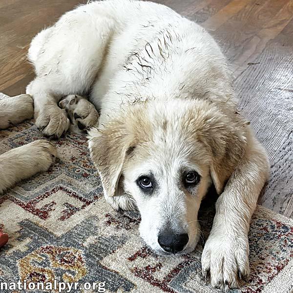 Bill in VA - Loves Playing In The Water, an adopted Great Pyrenees in Vienna, VA image 3/4