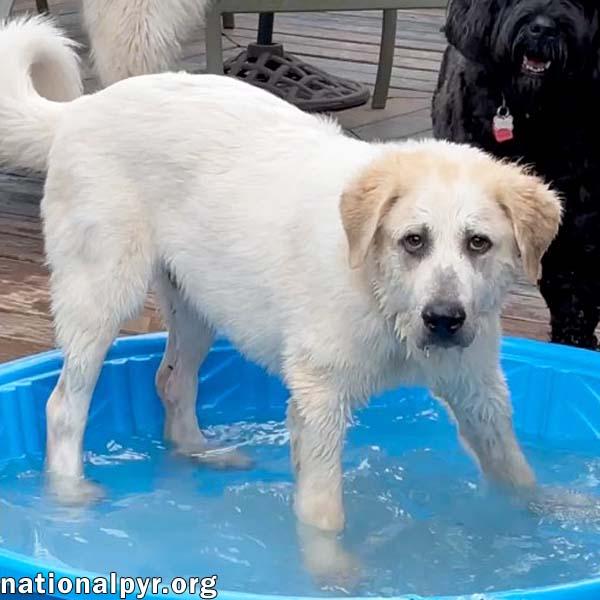 Bill in VA - Loves Playing In The Water, an adopted Great Pyrenees in Vienna, VA image 2/4