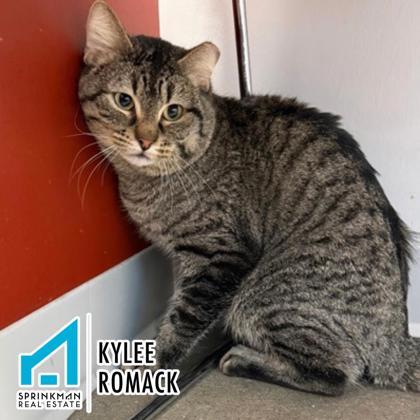 Poppy — thumbnail 2